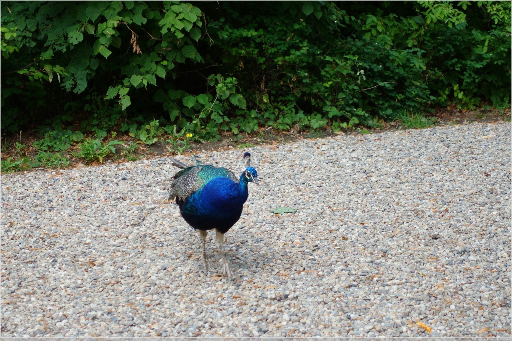 Pfau