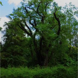 Knoriger Baum