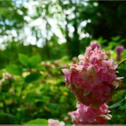 Rhododendron