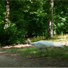 Pfau