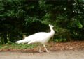Weißer Pfau