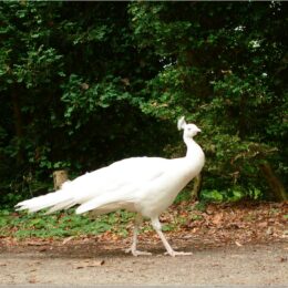 Weißer Pfau