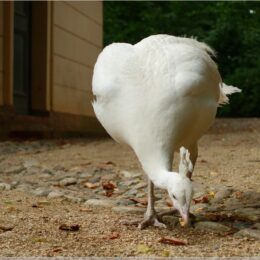 Weißer Pfau