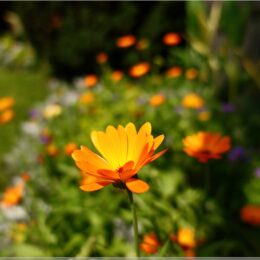 Ringelblume