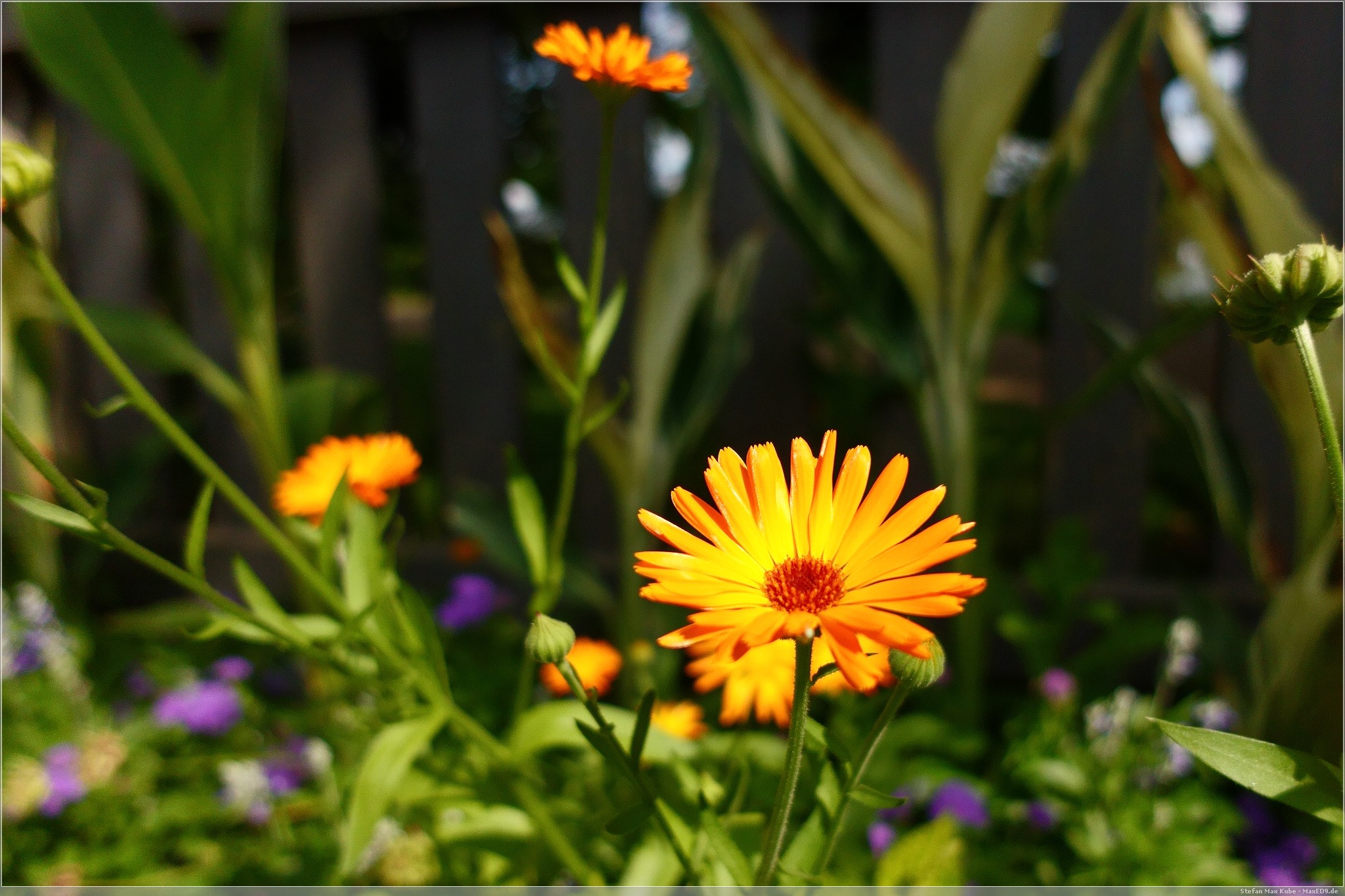 Ringelblume