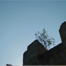 Baum auf Mauer