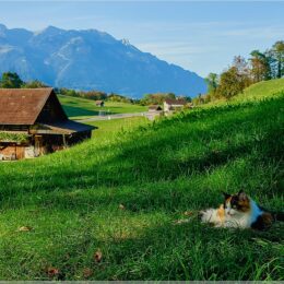 Katze vor Alpenkulisse