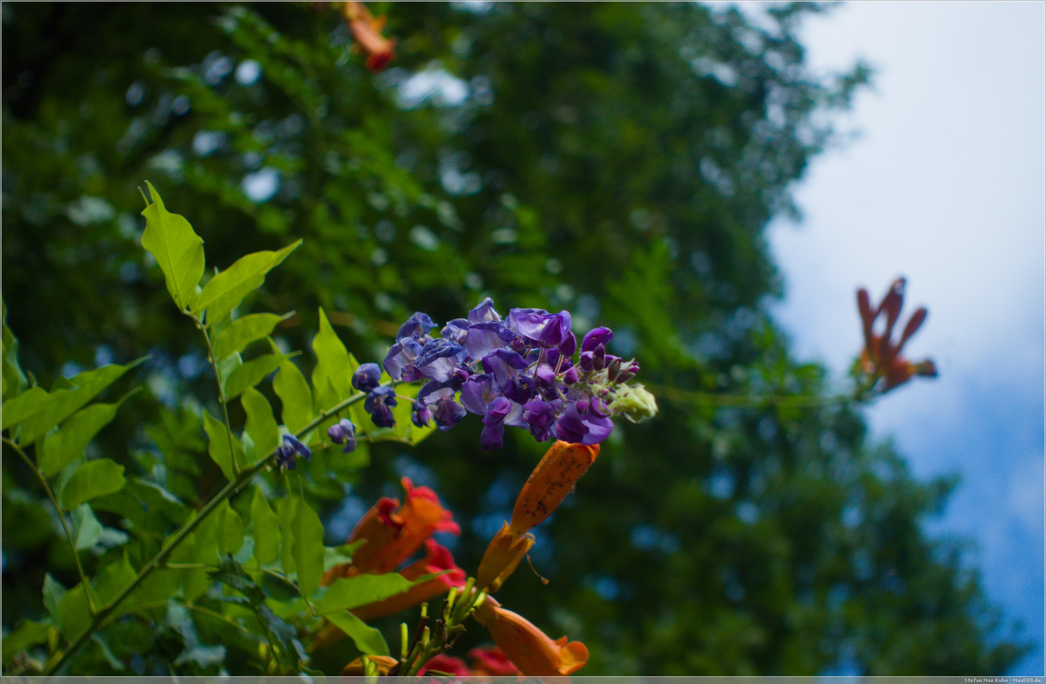 Wisteria