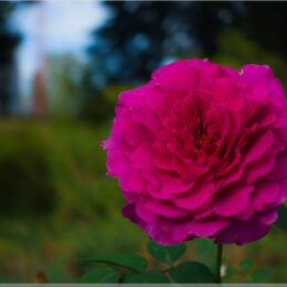 Rose im Rosengarten