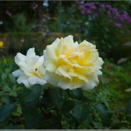 noch mehr Rosen