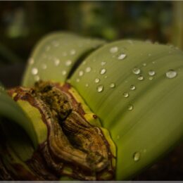Welwitschia mirabilis