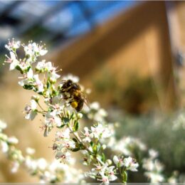 Biene sammelt Pollen